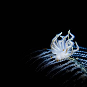 翼蓑海蛞蝓