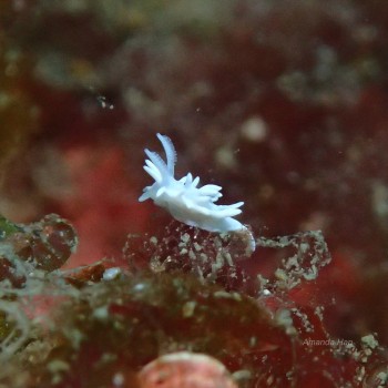 Okenia japonica  日本隅海蛞蝓